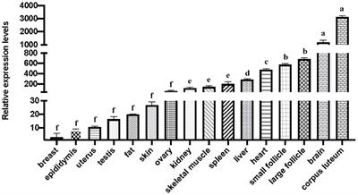 Goat SNX29: mRNA expression, InDel and CNV detection, and their associations with litter size